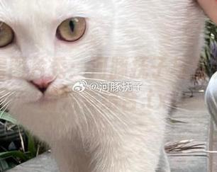 可爱私房图片秀：河豚抚子与圣诞小甜甜的完美结合.txt