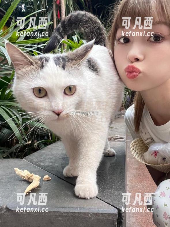 可爱私房图片秀：河豚抚子与圣诞小甜甜的完美结合.txt